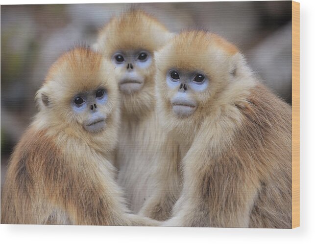 Mp Wood Print featuring the photograph Golden Snub-nosed Monkey Rhinopithecus by Cyril Ruoso