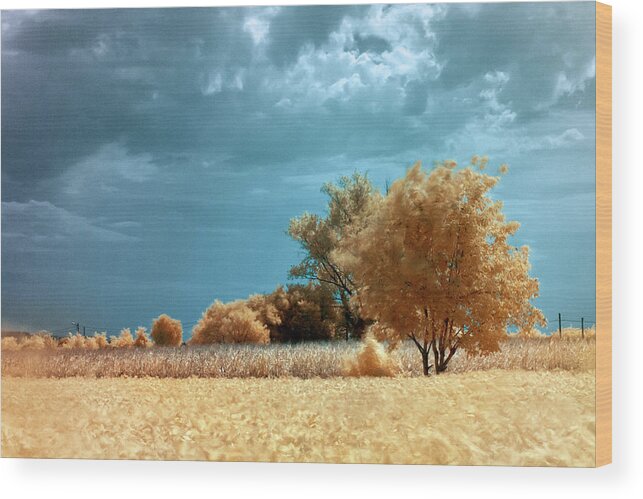 Landscape Wood Print featuring the photograph Golden summerscape by Helga Novelli