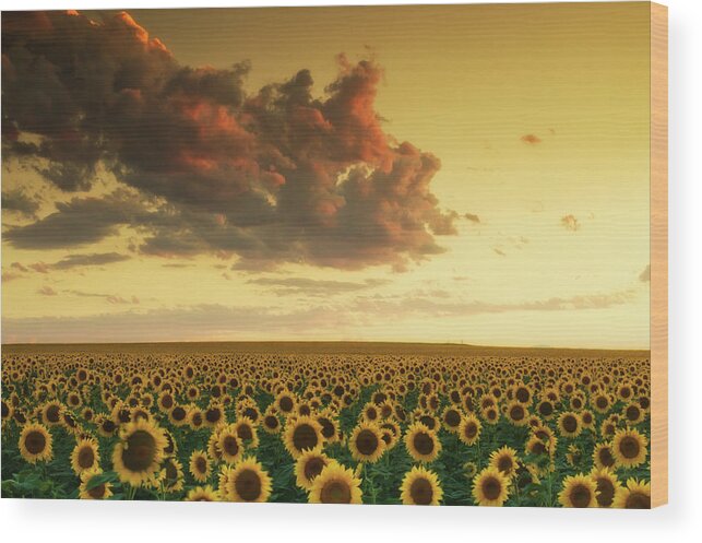 Colorado Wood Print featuring the photograph Golden Sunflower Skies by John De Bord