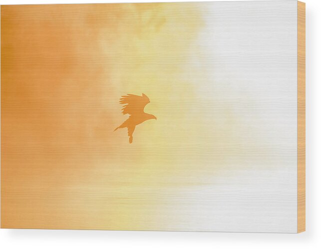 American Bald Eagle Wood Print featuring the photograph Golden Sunrise and Eagle 2016-2 by Thomas Young