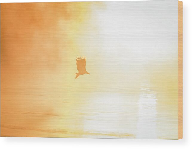 American Bald Eagle Wood Print featuring the photograph Golden Sunrise and Eagle 2016 by Thomas Young