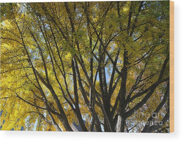 Trees Wood Print featuring the photograph Golden Tree by Yumi Johnson