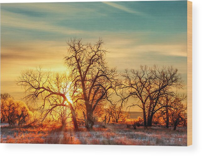 Trees Wood Print featuring the photograph Golden Trees by Todd Klassy
