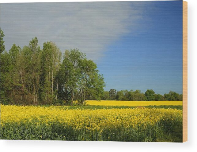 Brassica Juncea Wood Print featuring the photograph Golden Yellow Canola Oil Crops - Limestone County Alabama by Kathy Clark