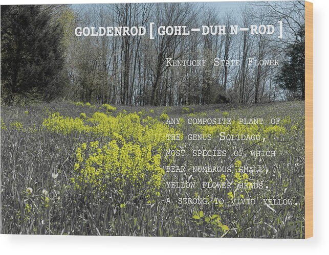 Sharon Popek Wood Print featuring the photograph Goldenrod by Definition Kentucky by Sharon Popek