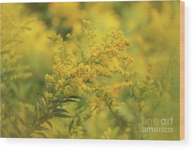 Goldenrod Dream Wood Print featuring the photograph Goldenrod Dream by Rachel Cohen