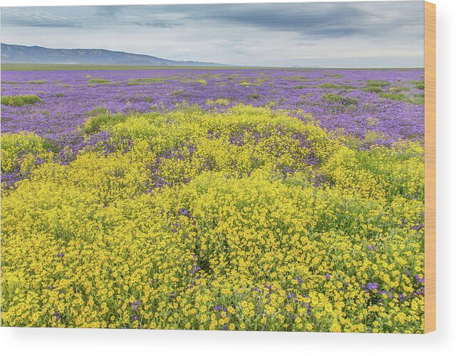 California Wood Print featuring the photograph Goldfield and Phacelia by Marc Crumpler