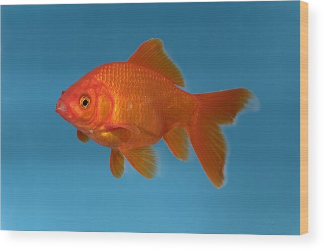 Mp Wood Print featuring the photograph Goldfish Carassius Auratus In Aquarium by Konrad Wothe