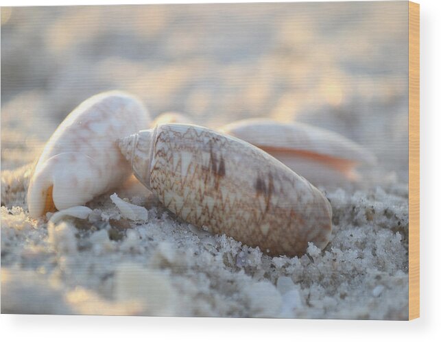 Seashells Wood Print featuring the photograph Good Things Come in Threes by Melanie Moraga