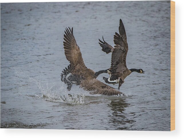 Branta Canadensis Wood Print featuring the photograph Goose Fight by Ray Congrove