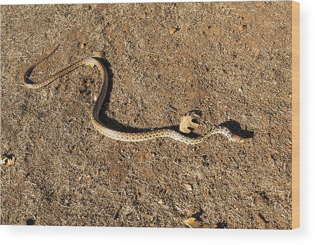 Gopher Snake Wood Print featuring the photograph Gopher Snake by Frank Wilson