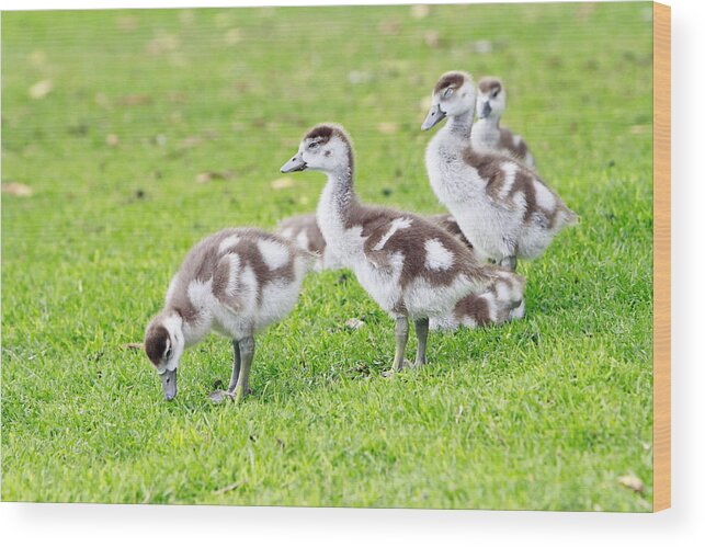 Egyptian Geese Wood Print featuring the photograph Gosling Group by Shoal Hollingsworth