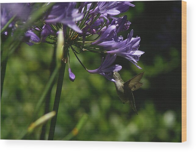 Hummingbird Wood Print featuring the photograph Got it by David Armentrout