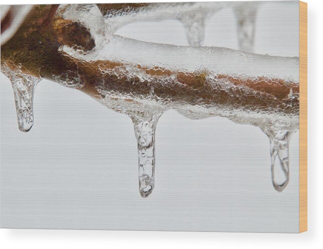 Ice Wood Print featuring the photograph Got You Covered by Greg Hayhoe