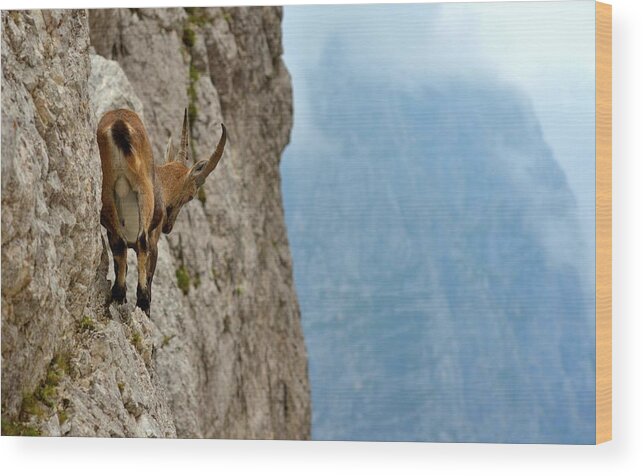 Ibex Wood Print featuring the photograph Gotcha! by Stefano Zocca