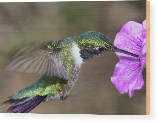 Ruby-throated Hummingbird Wood Print featuring the photograph Grace in Green and Purple by Leda Robertson
