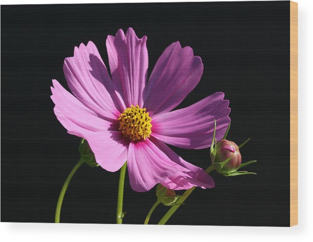 Bright Wood Print featuring the photograph Graceful Cosmo by Tammy Pool