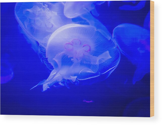Jellyfish Wood Print featuring the photograph Graceful by Frank Mari