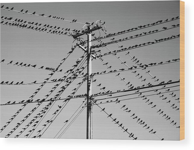 Grackles Birds Austin Texas Wood Print featuring the photograph Grackleopolis Mono by John Gusky