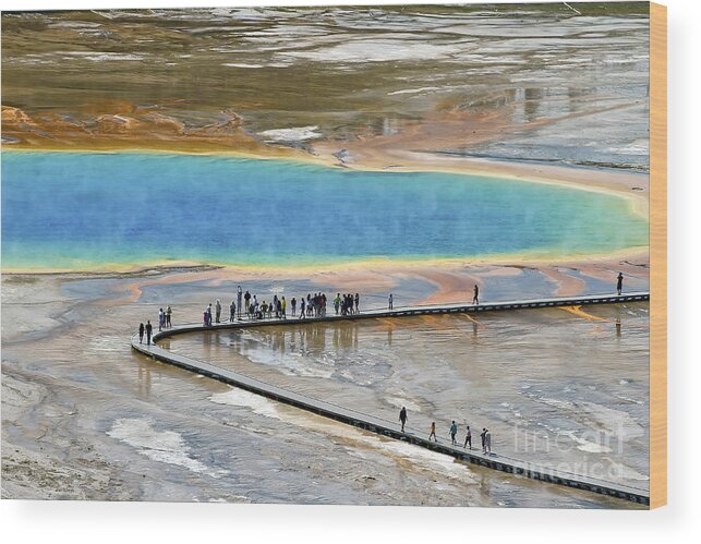 Grand Prismatic Spring Wood Print featuring the photograph Grand Prismatic Spring by Teresa Zieba