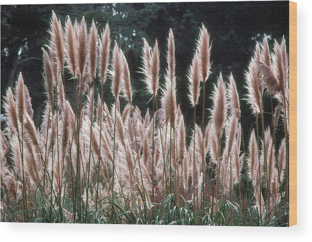 Grass Wood Print featuring the photograph Grass 1 by Andy Shomock