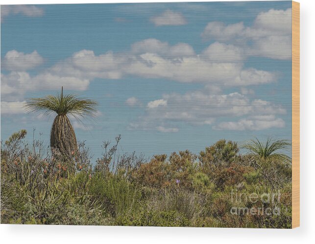 Flora Wood Print featuring the photograph Grass Tree Landscape by Werner Padarin