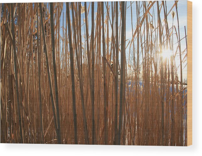 Grass Wood Print featuring the photograph Grasses by Laura Kinker