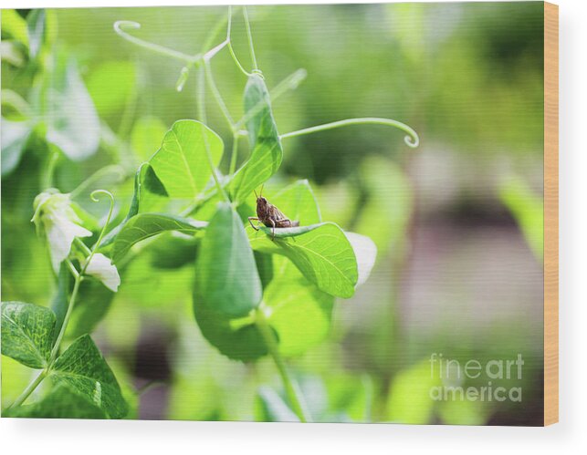 Green Wood Print featuring the photograph Grasshopper by Kati Finell