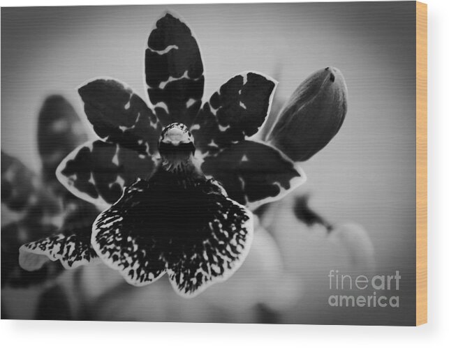 Orchid Wood Print featuring the photograph Grateful by Sharon Mau