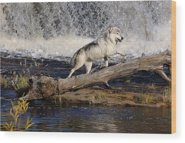 Gray Wolf jumping under a waterfall on the Kettle River Banning Wood Print  by Reimar Gaertner - Pixels