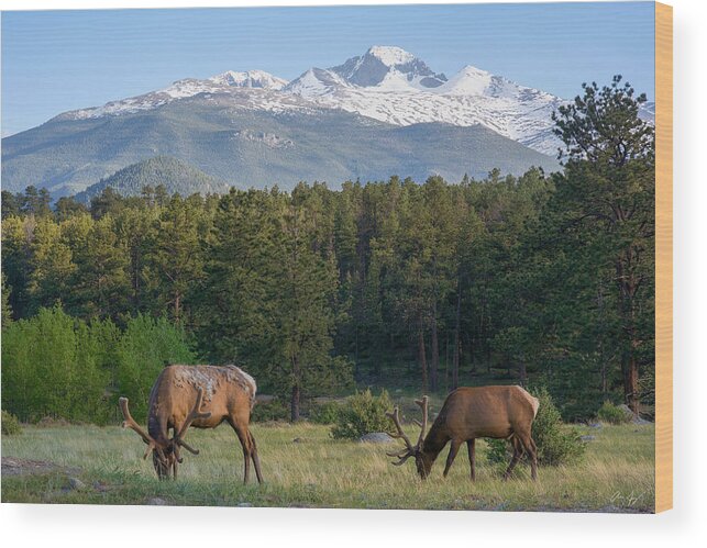 Elk Wood Print featuring the photograph Grazing Elk with Longs Peak by Aaron Spong