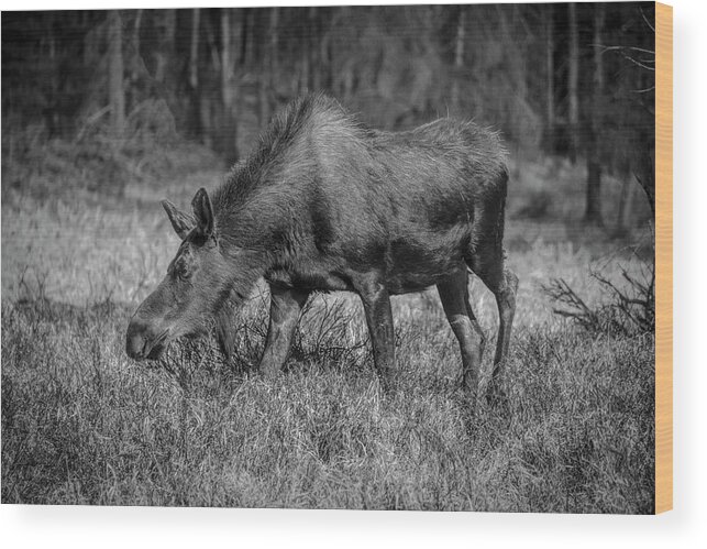 Adult Wood Print featuring the photograph Grazing Moose - 8741 BW by Teresa Wilson
