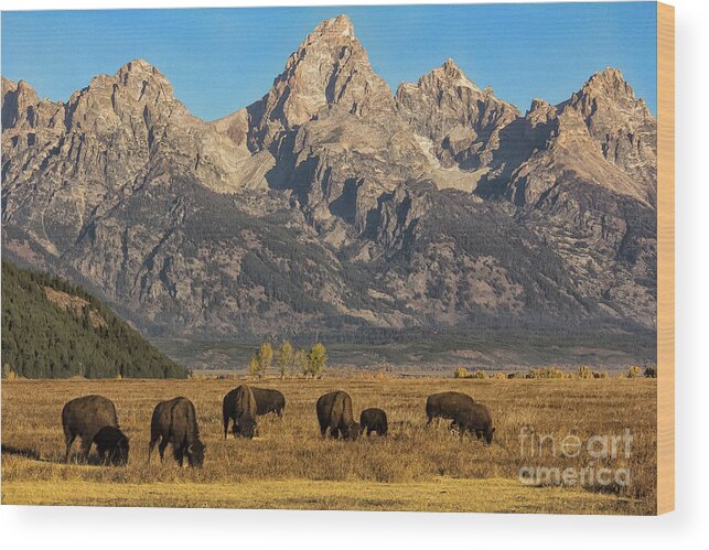 2016 Wood Print featuring the photograph Grazing Under the Tetons Wildlife Art by Kaylyn Franks by Kaylyn Franks