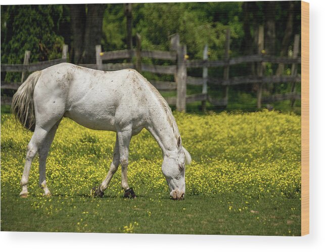 Country Wood Print featuring the photograph Grazing White Horse by Ron Pate