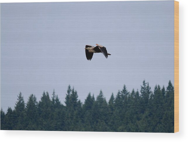 Great Blue Heron Wood Print featuring the photograph Great Blue Heron - 14 by Christy Pooschke