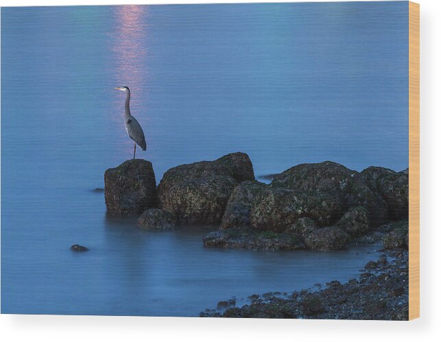 Herons Wood Print featuring the photograph Great Blue Heron at English Bay by Michael Russell