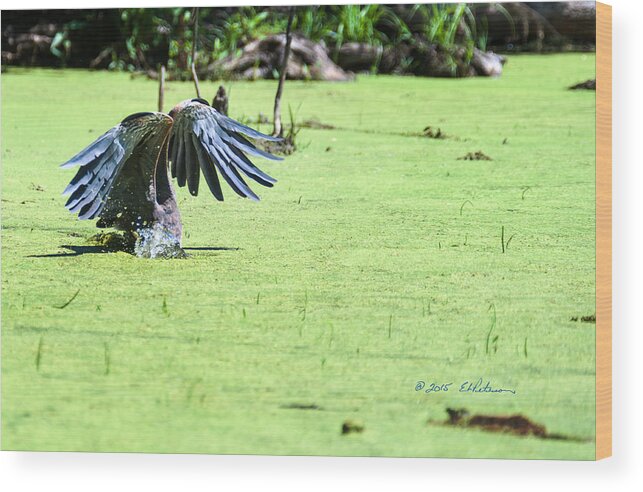 Great Blue Heron Wood Print featuring the photograph Great Blue Heron Dunk by Ed Peterson