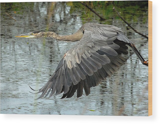 Birds Wood Print featuring the photograph Great Blue Heron - in Flight by Neil Doren