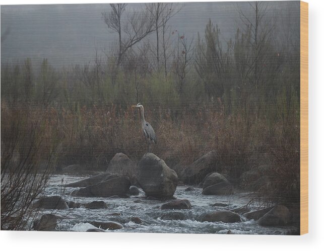 Bird Wood Print featuring the photograph Great blue heron in morning fog by James Smullins