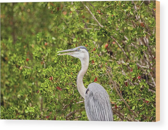 Great Blue Heron Wood Print featuring the photograph Great Blue Heron in the Mangroves by Scott Pellegrin