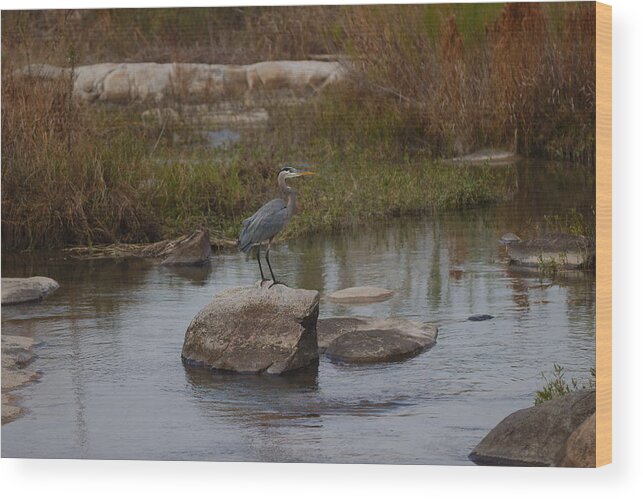 Heron Wood Print featuring the photograph Great blue heron by James Smullins