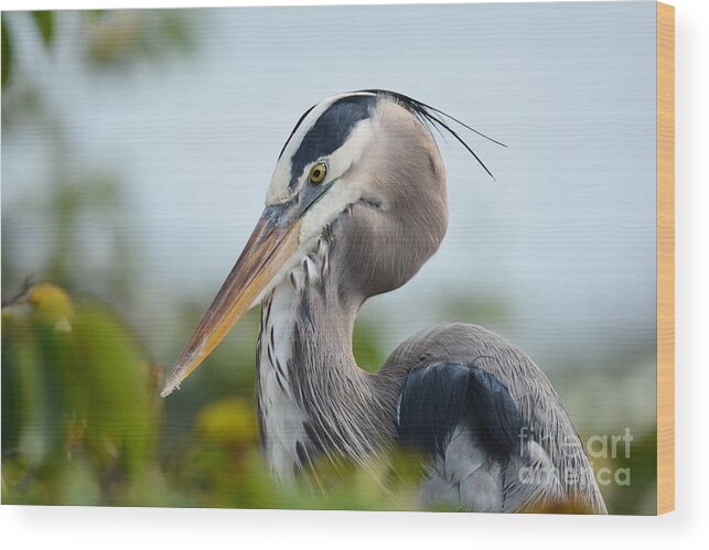 Great Blue Heron Wood Print featuring the photograph Great Blue Heron by Julie Adair