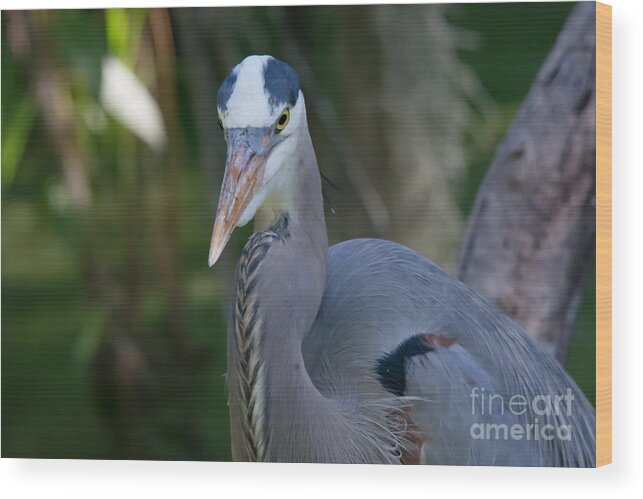 Great Blue Heron Wood Print featuring the photograph Great Blue Heron No.3 by John Greco