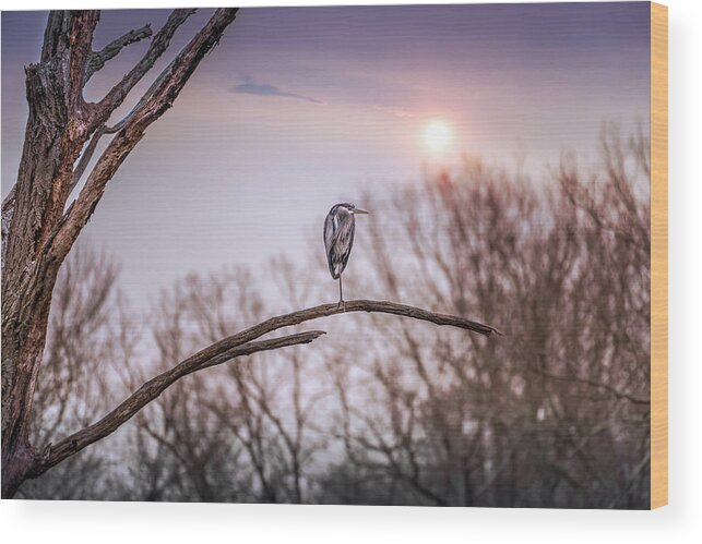 Great Blue Heron Wood Print featuring the photograph Great Blue Heron on a dead tree branch at sunset by Patrick Wolf