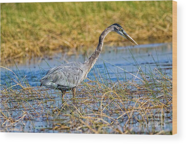 Herons Wood Print featuring the photograph Great Blue Heron On The Hunt by DB Hayes