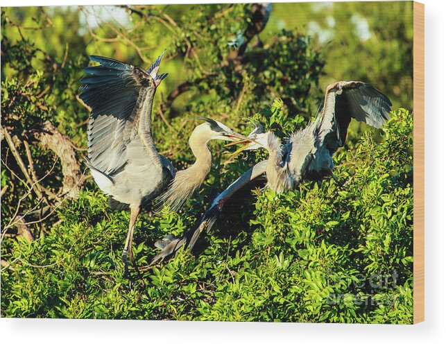 Great Blue Heron Wood Print featuring the photograph Great Blue Herons Battle by Ben Graham