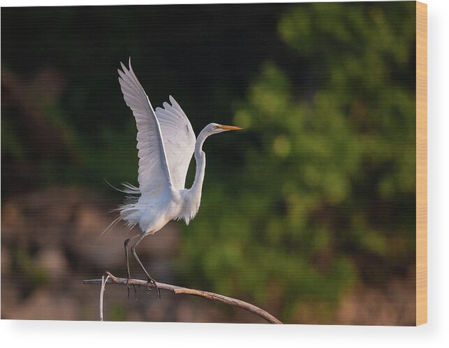 Great Egret (ardea Alba) Wood Print featuring the photograph Great Egret 3172 by Jeff Phillippi