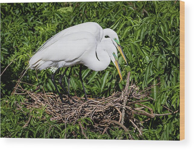 Ardea Alba Wood Print featuring the photograph Great Egret Couple by Dawn Currie