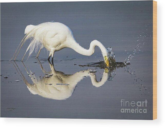 Egrets Wood Print featuring the photograph Great Egret Diving For Lunch by DB Hayes