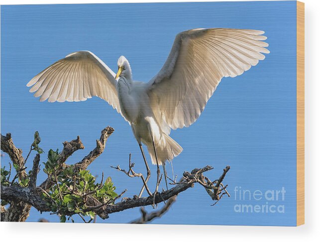 Egrets Wood Print featuring the photograph Perfect Landing by DB Hayes